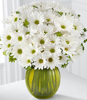 Silver Linings Calla Lily Plant