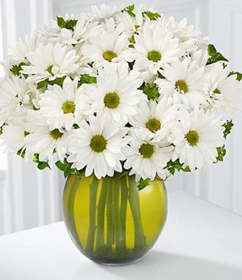 Silver Linings Calla Lily Plant